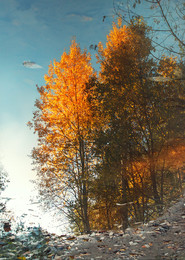 Reflection of autumn / ***