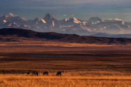 Landscape with horses / ***