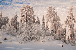 Enchanted forest / ***