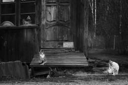 Cats rule, dogs, grass ... / .....