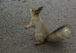 Sociable squirrel / ***