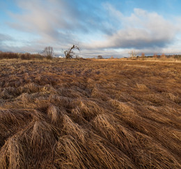 softness fields / ***