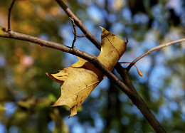 Ah, autumn, autumn ...! / ***