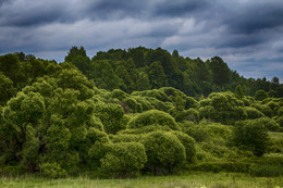 On the edge of the forest / ***