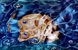 Shell under water / ***