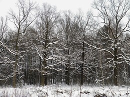Pre-winter / ***