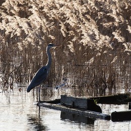 Her small raft / ***