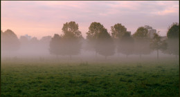 Fog Meadow / ***