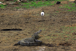 The Yala National Park / ***