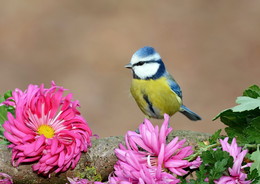 Blue tit / ***