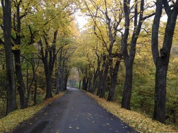 In autumn road ... / ***