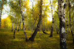 Birch Grove / ***