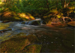 ... among the mossy rocks ... / ***