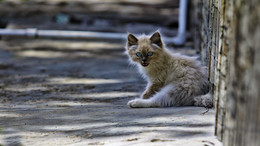 Orphan Yaroslavl / ***