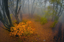 Autumn mists Demerji ..... / ***