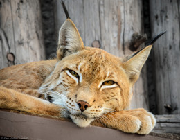 Lynx peaceful / ***