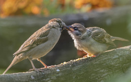 &quot;Now swallow!&quot; / ***