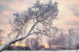 White birch... / ***