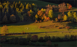 On the alpine meadows / ***