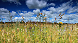 Summer field / ***