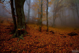 Golden Autumn Demerji / ***