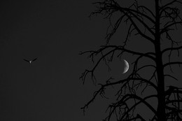 Branches Moon-bird / ***