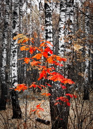 Fire Hive / ***