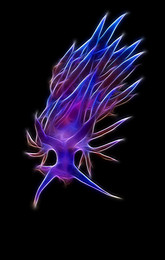 Nitrogen Narkosis / Dies ist ein Bild einer Flabelina Unterwasserschnecke welches ich mit Photoshop bearbeitet habe.
Das Bild enstand in etwa 15 meter Tiefe.