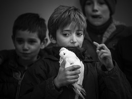 Boy with a dove / ***