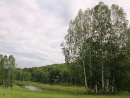 Siberian birch on the bank of the pond. / ***