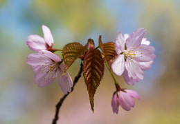 Flowering cherry / ***