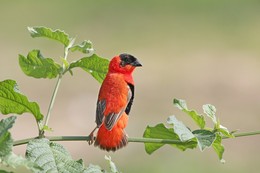 Red Fire Weaver / ***