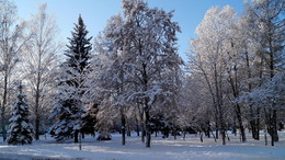 The Winter's Tale / ------