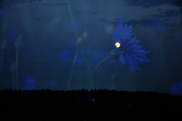 Moon cornflowers / ***