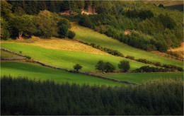 ... Conifers - Field ... / ***