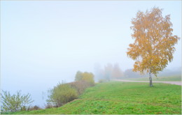 birch and fog / ***