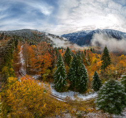 Autumn - winter forest / ***