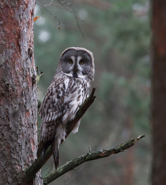 The great gray owl / ***