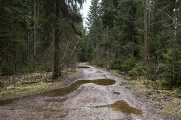 December Forest / ***