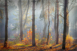 Breath of autumn morning / ***