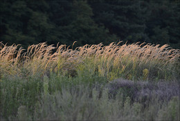 Tumbleweed / ***