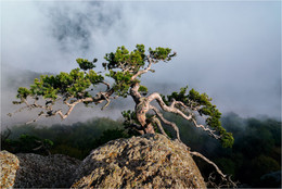 Another Crimean bonsai / ***