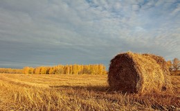 Tumbleweed / ***