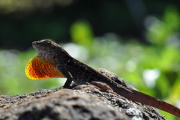 Anolis / Ein Bahamaanolis beim Sonnenbad auf Kauai, Hawaii