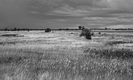Tumbleweed / ***