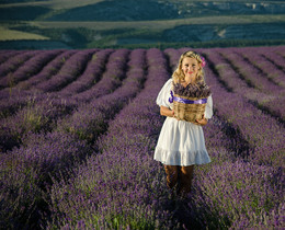 Crimean lavender / ***