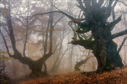 .. Mermaid sitting on the branches .. / ***