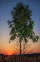 Birch Sunset / ***