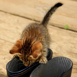 Whiskers, paws and tail - these are my documents! / ***