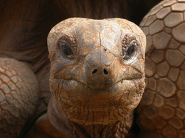 &nbsp; / Portait einer Riesenschildkröte auf Mauritius